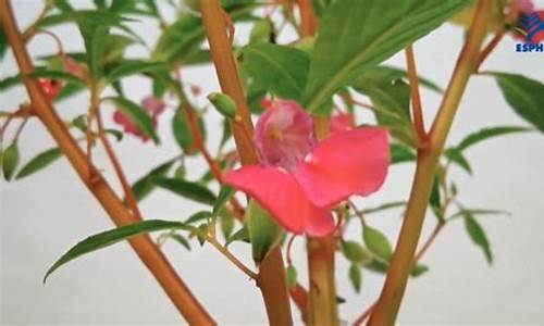 风仙花抑菌液功效-凤仙花抑菌液的作用与功效