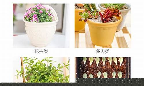 土道能量抑菌液功效单价-土道能量抑菌液功效