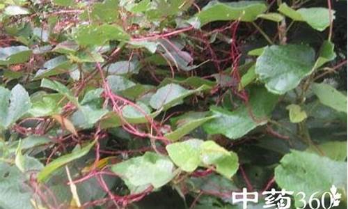 红藤药用-红藤抑菌液的功效与作用