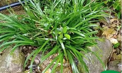 石菖蒲 本草-石菖蒲草本抑菌液的功效