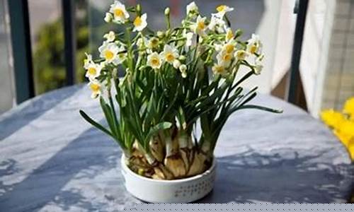水仙花抑菌液作用与功效-水仙花药用