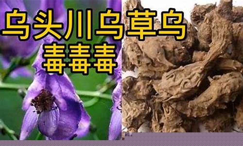 川草乌外用-川乌草乌抑菌液的功效