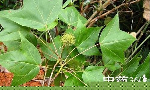 路路通植物抑菌液功效-路路通植物抑菌喷剂功效
