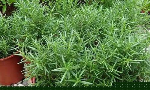 驱蚊草真的有效果吗?-驱蚊草抑菌液的功效