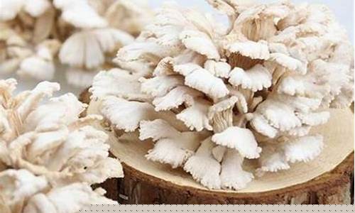 参白抑菌液功效和作用是什么-参白抑菌液功效和作用