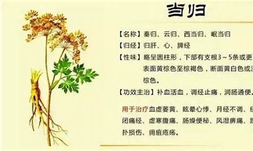 当归抑菌液功效与作用点-当归抑菌液功效与作用