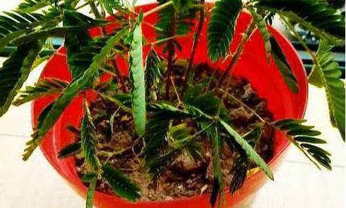 家里有孕妇能用蛋魁草本抑菌液喷剂吗为什么-孕妇能用蛋蛋面膜吗