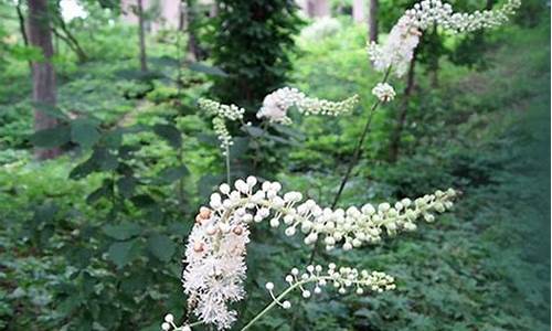 升麻草本抑菌液的功效与作用是什么-升麻草本抑菌液的功效与作用