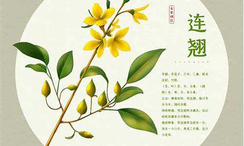 连翘抑菌液的功效与作用及副作用-连翘抑菌液的功效与作用