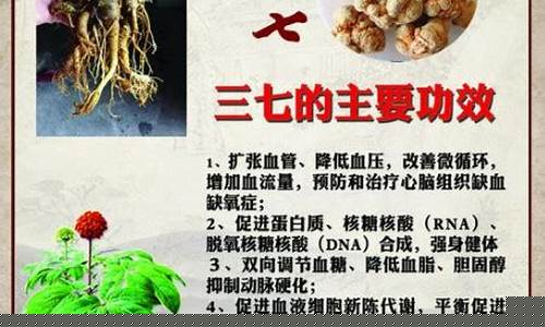 三七草本抑菌喷剂主治什么-三七抑菌液功效