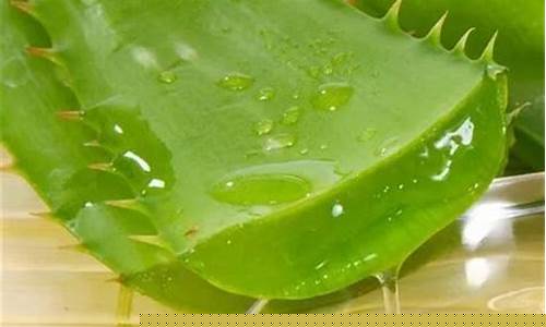 芦荟抑菌液的功效与作用-芦荟抑菌护理液