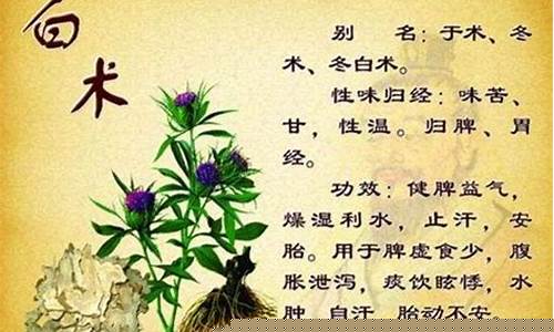 白术抑菌液的功效与作用及禁忌-白术抑菌液的功效与作用