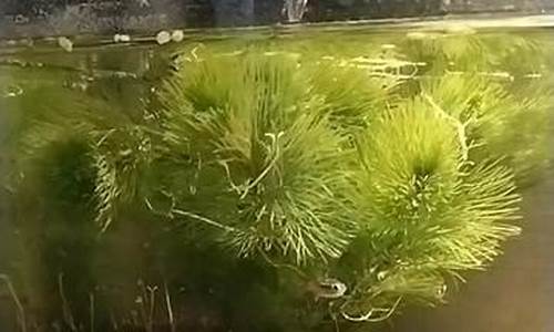 净养抑菌液成分是什么意思-净养抑菌液成分是什么