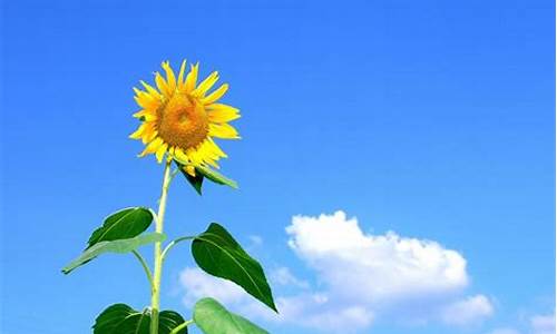 碘伏抑菌敷塞多久取出-碘伏抑菌液的功效