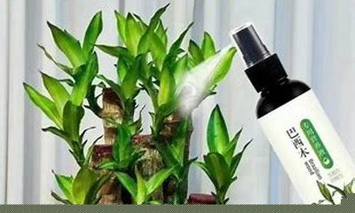 巴西木药用-巴西木抑菌液的成分