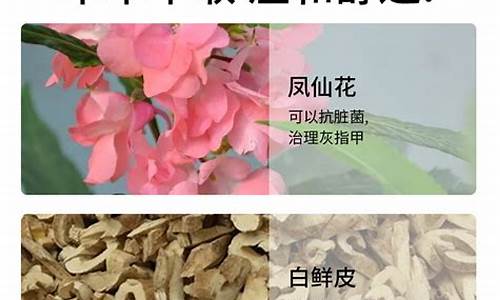 凤仙花抑菌液的功效和作用-凤仙花抑菌液的功效