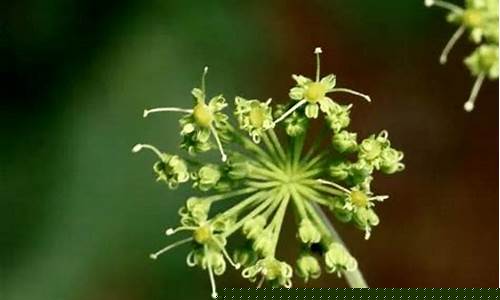 白芷抑菌剂-白芷抑菌液的功效与作用